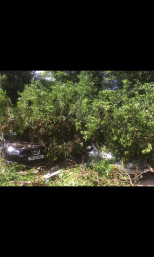 Tree fallen on cars