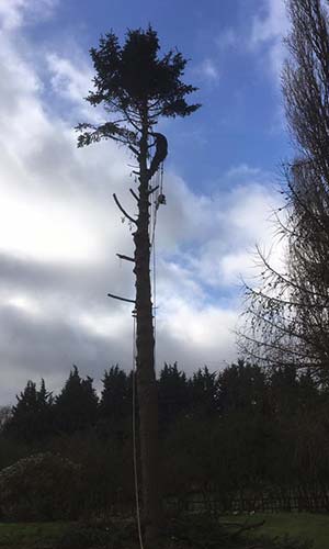 high tree cutting